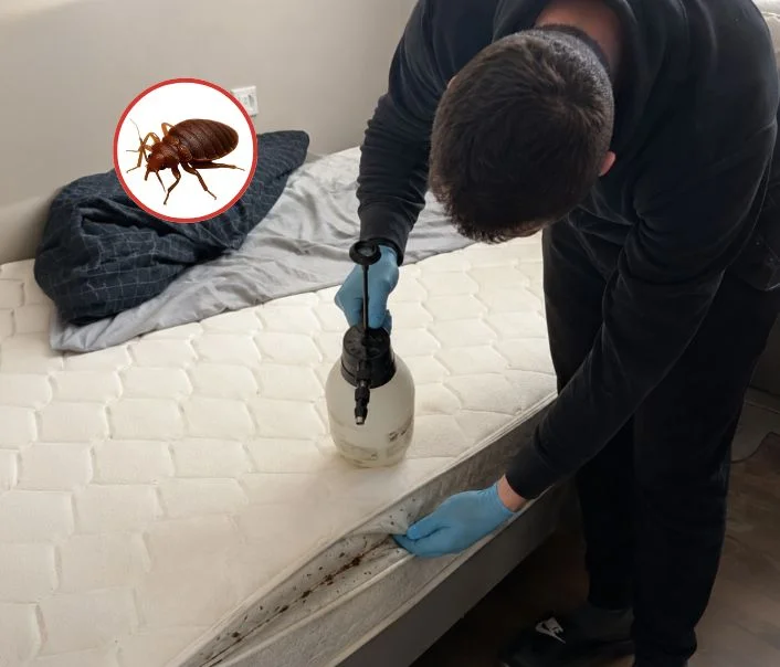 Technicien traitant un matelas contre les punaises de lit à Seugy